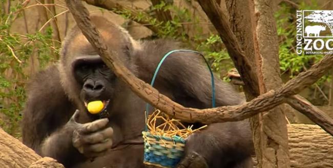 美国俄亥俄州辛辛那提动物园西部低地大猩猩们庆祝复活节