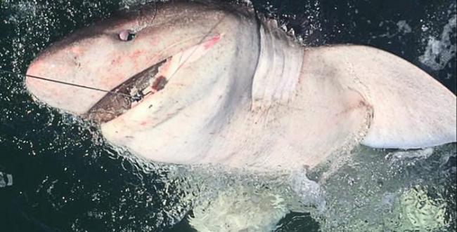 英国爱尔兰克莱尔郡女子钓起半吨重的罕见六鳃鲨