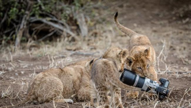 博茨瓦纳国家动物园母狮抢走摄影师的照相机给了幼狮
