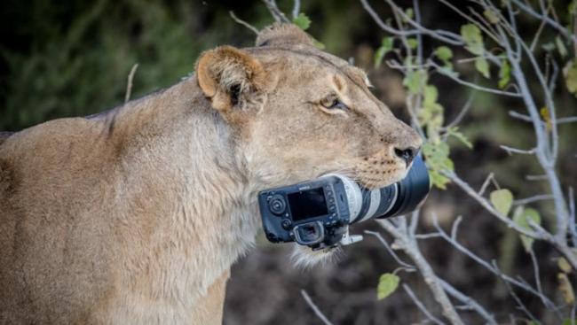 博茨瓦纳国家动物园母狮抢走摄影师的照相机给了幼狮