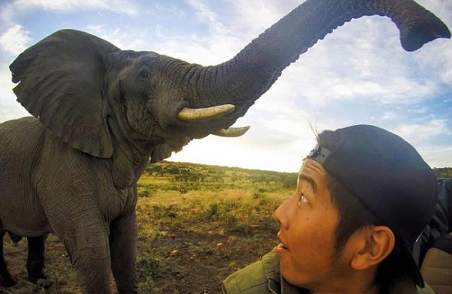 美国大学生到南非观赏野生动物时有幸与大象玩自拍