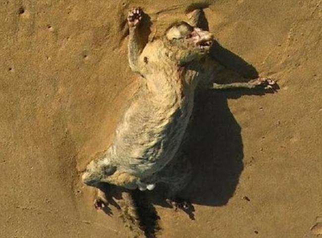澳洲悉尼迪怀海滩发现不明生物尸体