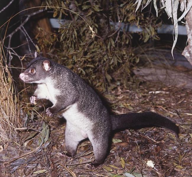 刷尾负鼠是澳洲东北部本土生物