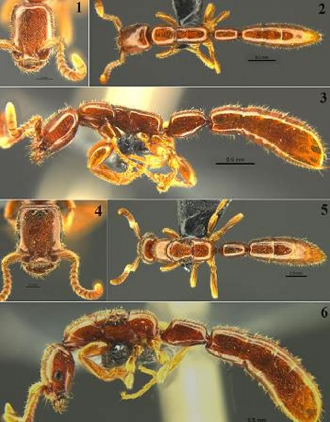 广西花坪国家级自然保护区发现珍稀古老蚂蚁物种“雄王声猛蚁”