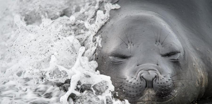 作品作者：Anthony Smith。海浪拍打在一只象海豹的幼崽身上。“年幼的象海豹通常都趟在偏远的亚南极地区大西洋的海滩上。但不知道什么原因，这只幼崽直接选择