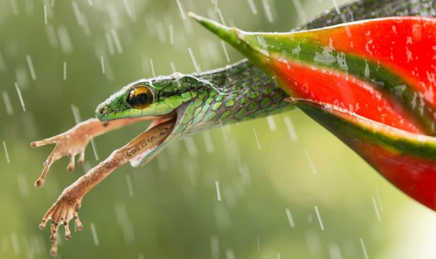 作品作者：Nicolas Reusens。“在我最近一次去哥斯达黎加的时候，拍到了这条美丽的蛇，这只蛙的境况可就很糟了。”Reusens介绍说。
