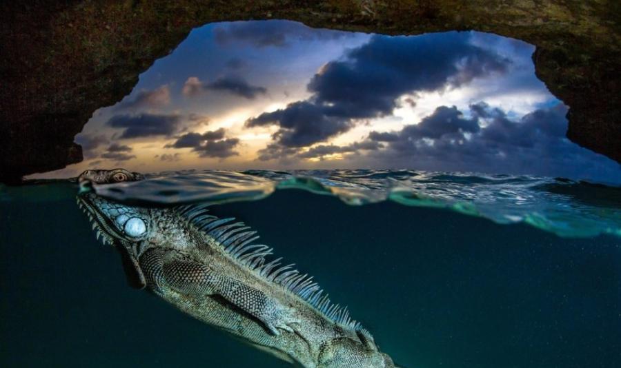 拍摄者：Lorenzo Mittiga。一只浮出水面呼吸的绿鬣蜥。“我决定日落时，在荷属博内尔岛上我最喜欢的一个洞穴里拍摄水面以上/以下的照片。我呆在那里，潜水
