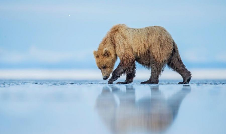 拍摄者：Kevin Morgans。一只穿越河湾的棕熊。