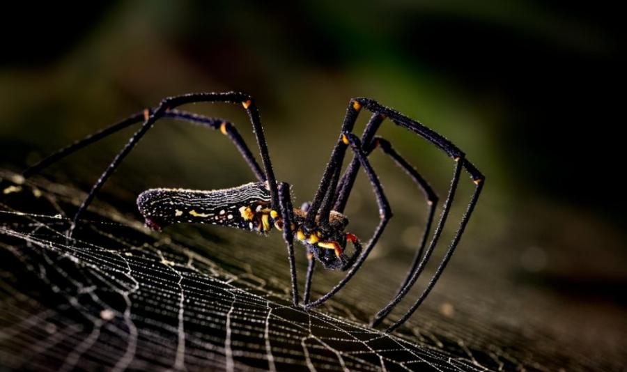 拍摄者：Ramesh Chandar。一只雌性斑络新妇蜘蛛在自己的网上休息。“那时我去香港的乡间主要是拍鸟，但带上了微距镜头以防万一。天开始下小雨。出来的时候我