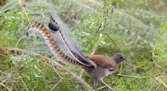 澳大利亚雄性琴鸟用最动听的歌喉来求偶