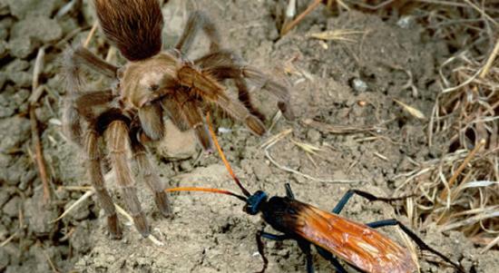 贾斯汀・施密特在用网捕捉到10只沙漠蛛蜂之后，把手伸进去抓它们出来，“第一次蜇刺并没有让他退缩，他继续伸手进去，接连受到了几次蜇刺，直到疼痛变得异常剧烈的时候，