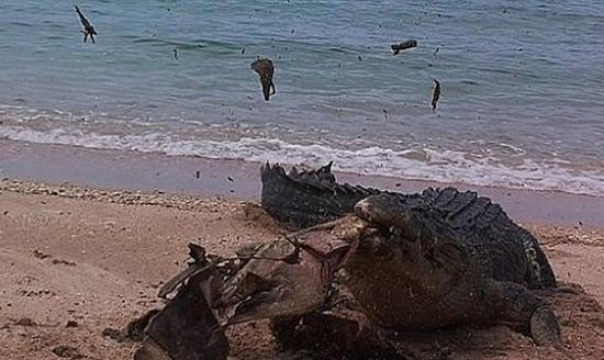 澳洲沙滩巨型湾鳄一口咬破死海龟壳的骇人一幕