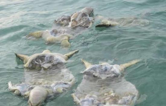 4具海龟浮尸的照片被人上载至facebook后，随即惹来外界关注。