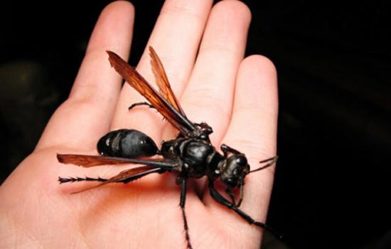 贾斯汀・施密特是一位昆虫学家，曾经被难以计数的虫子咬过。他因此发明了“施密特刺痛指数”，将昆虫蛰刺导致的疼痛分为4个等级。等级为1的昆虫代表是红火蚁，而在最高的