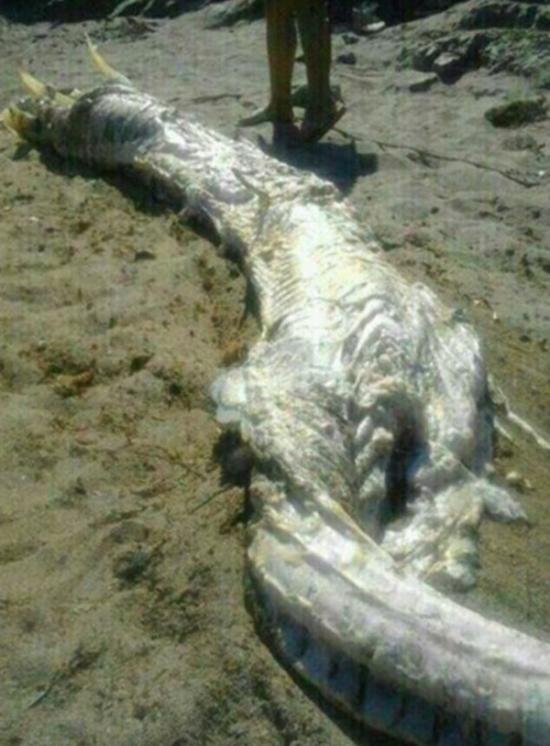 西班牙海滩惊现4米长“海怪”尸体