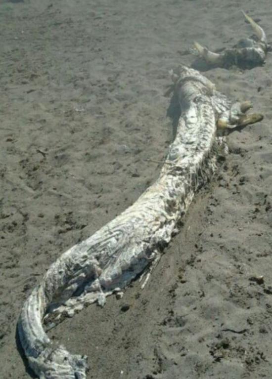 西班牙海滩惊现4米长“海怪”尸体