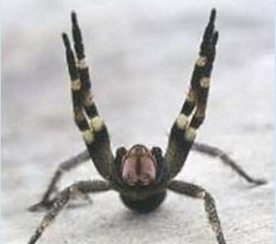 巴西漫游蜘蛛毒液已在老鼠身上成功测试