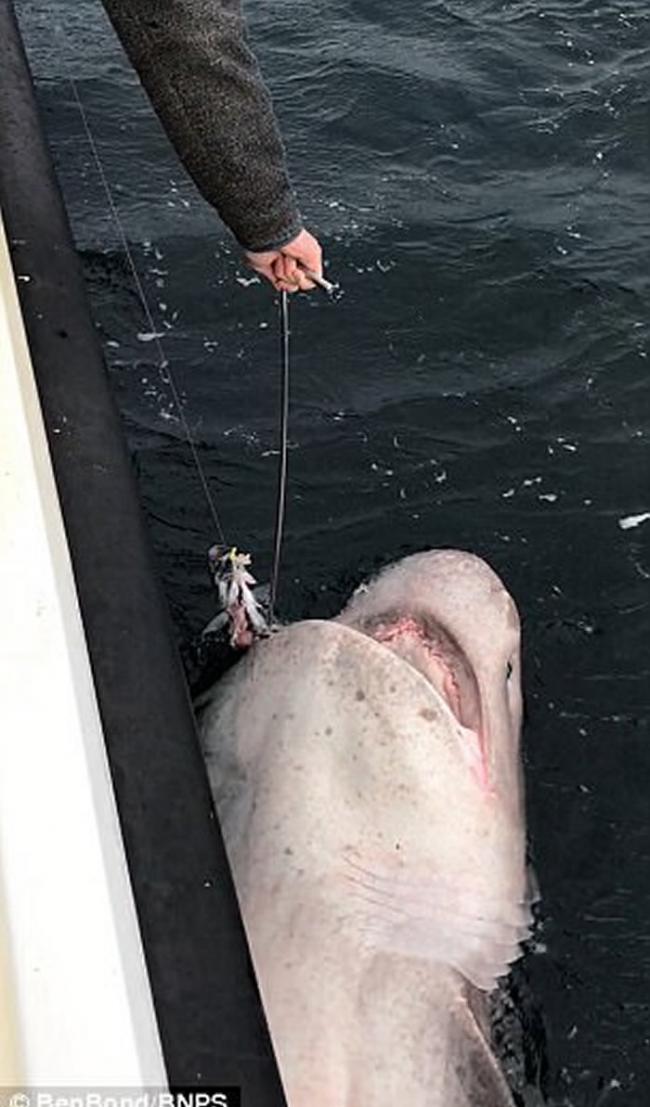 英国男子出海钓鱼意外捕获全欧洲最巨大的鲨鱼――灰六鳃鲨长逾7米
