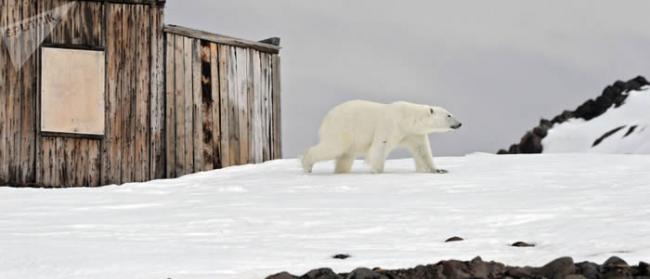 俄罗斯科学家研究表明会危害北极动物的传染病正在渗入该地区