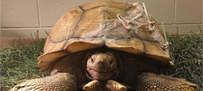 美国加州苏卡达象龟（非洲盾臂龟）高处掉下爆龟壳
