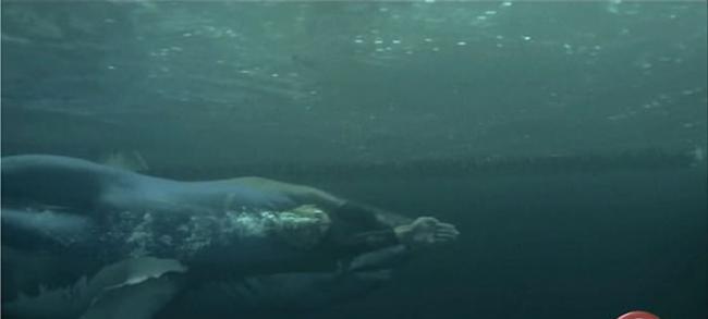 美国Discovery频道纪录片：“飞鱼”菲尔普斯百米对决大白鲨 整整输两秒