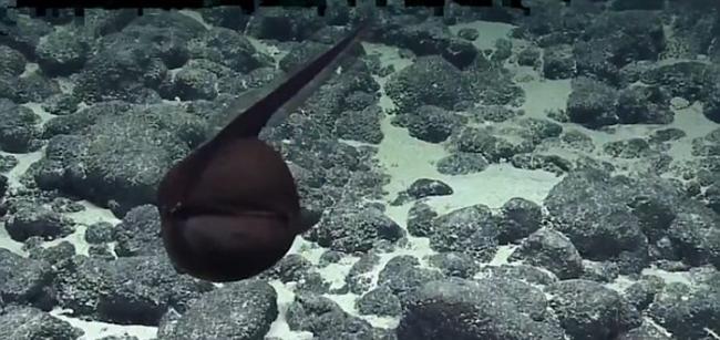 海洋研究团队The Nautilus Team拍摄到罕见海鳗视频――囊喉鱼（鹈鹕鱼）