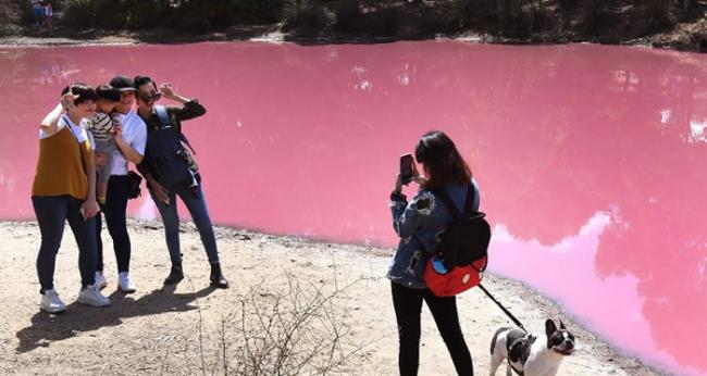 湖水呈鲜艳粉红色，相当夺目，游人纷纷拍照留念。