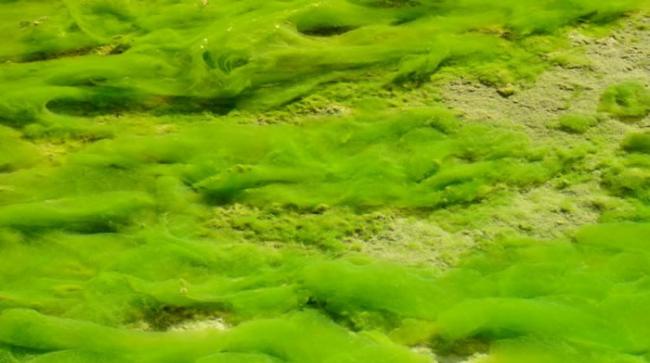 过多藻类会令其他生物窒息而死。（资料图片）