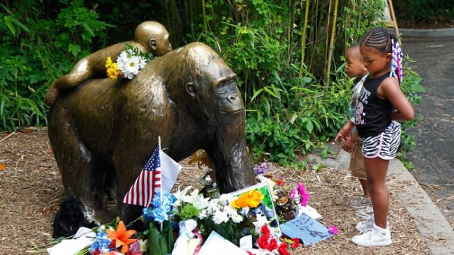 小男童坠入大猩猩园区内，最终后者遭射杀。图为案发几天后，孩童在辛辛那堤动物园盯着母猩猩背着小猩猩的雕像瞧。 / PHOTOGRAPH BY JOHN SOMME
