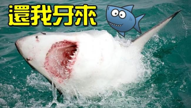 美国摄影师拍到失去一整排牙齿的凶猛大白鲨