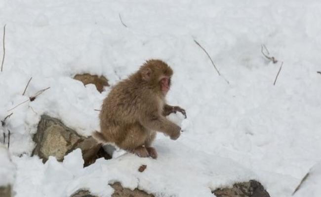 猕猴还会做雪球打雪仗。