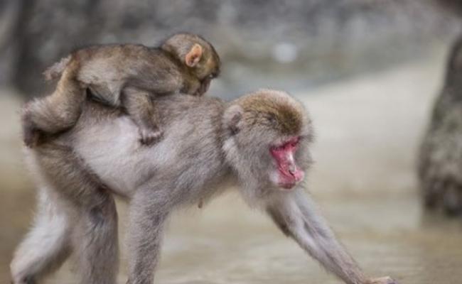 学者发现猕猴能捡起地上食物并清洗。