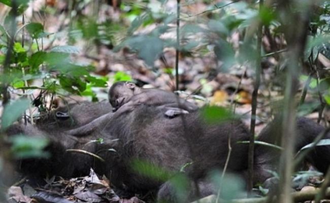 刚果共和国罕有拍到西部低地大猩猩无微不至照顾幼崽