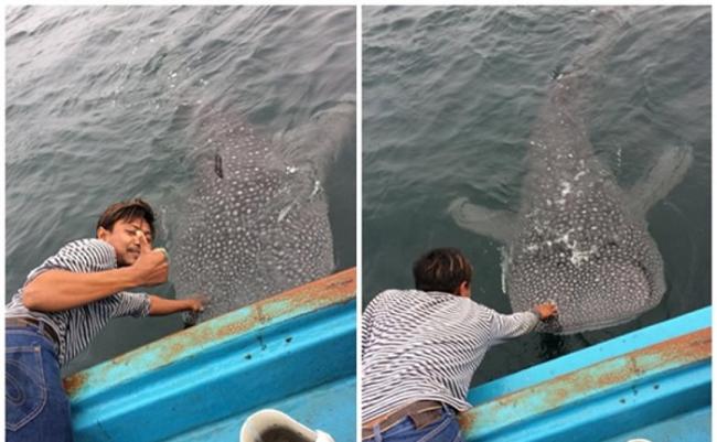 泰国渔民出海捕渔近距离遇上鲸鲨 跟它亲密互动