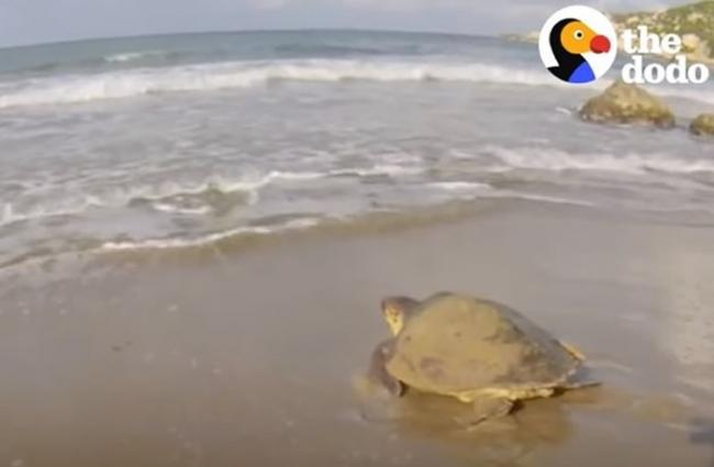 海龟遭塑胶废弃物缠住困海滩 2名男子展开救援呼吁：带走你的垃圾！