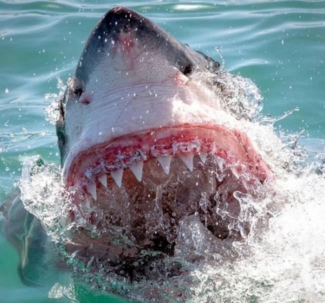 专家指，大白鲨即使甩牙亦会很快会后备牙用。
