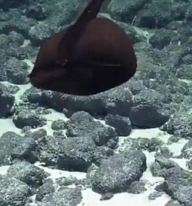 海洋研究团队The Nautilus Team拍摄到罕见海鳗视频――囊喉鱼（鹈鹕鱼）