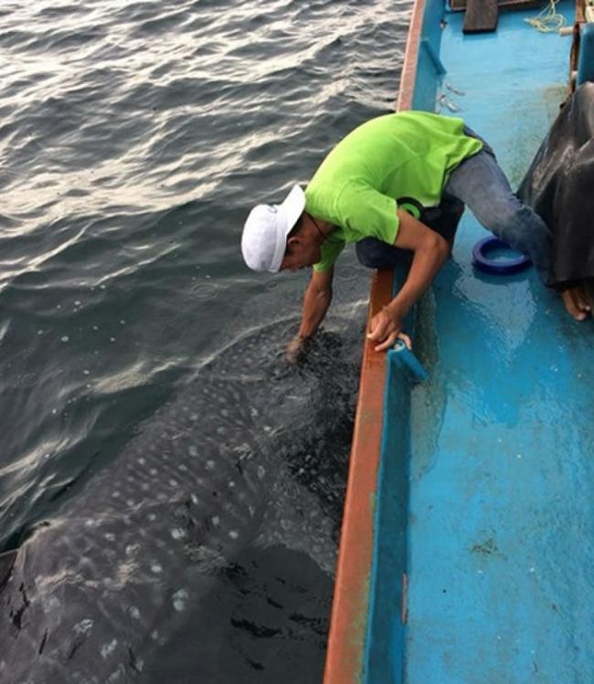 泰国渔民出海捕渔近距离遇上鲸鲨 跟它亲密互动