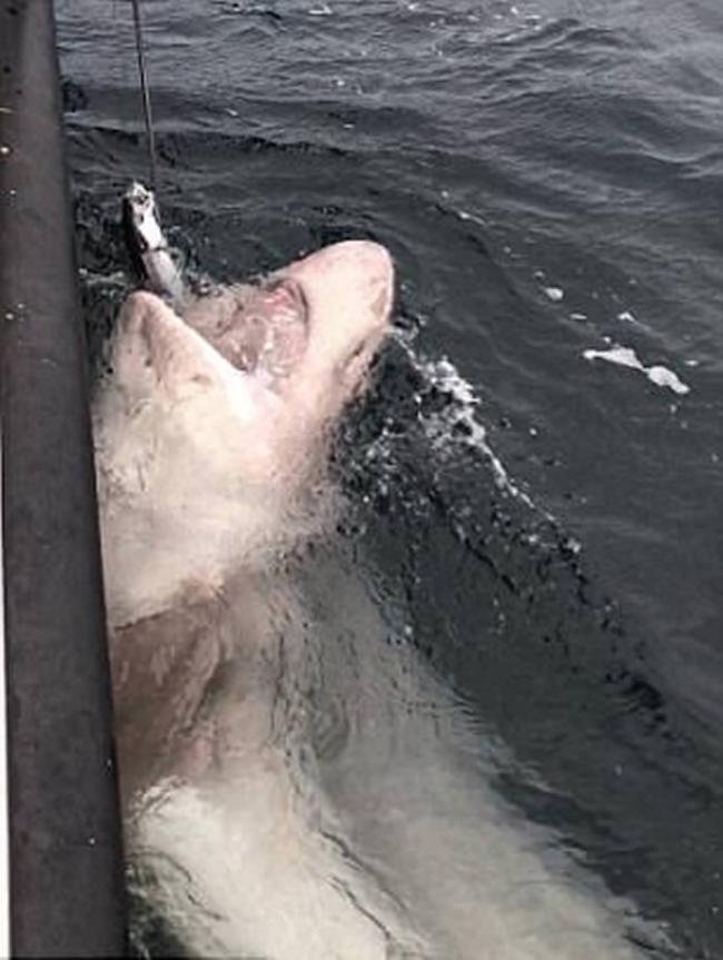 英国男子出海钓鱼意外捕获全欧洲最巨大的鲨鱼――灰六鳃鲨长逾7米