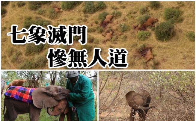 幸存孤雏终病亡 肯尼亚大象7口灭门