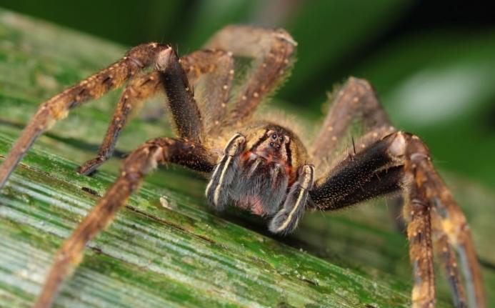 巴西漫游蜘蛛毒液中的成分，或可成为新壮阳药。