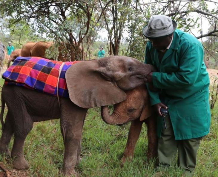 小象获救后送交保育人员照顾