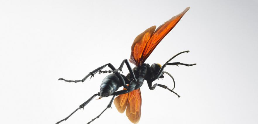 这种昆虫主要分布在美国西南部。这是一种独来独往的胡蜂，其蛰刺能带来持续3分钟的疼痛。尽管时间不长，疼痛的剧烈程度却令人痛不欲生。生物学家建议是躺下来，然后开始尖