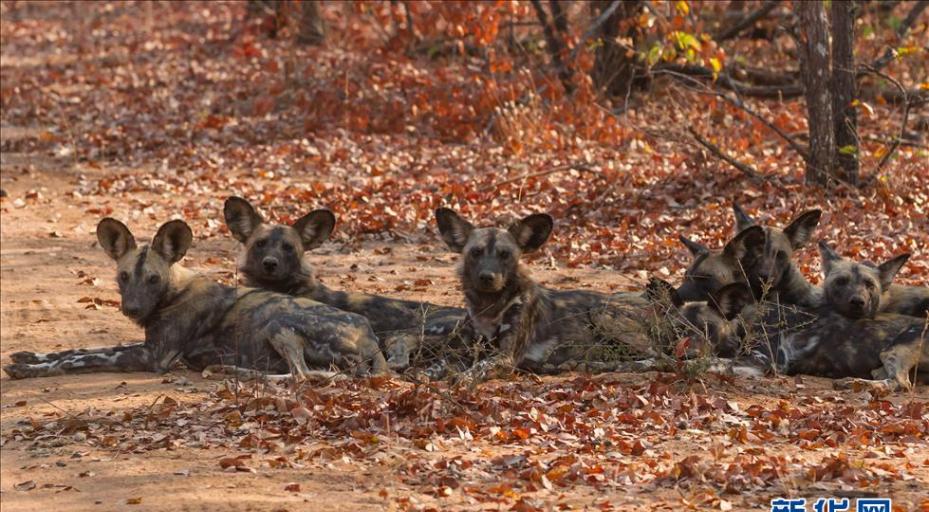 这是2015年9月1日在津巴布韦南部萨维河谷自然保护区内拍摄的一群非洲野狗