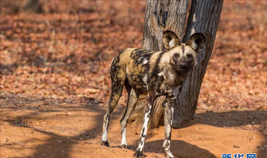 这是2015年9月1日在津巴布韦南部萨维河谷自然保护区内拍摄的一只非洲野狗