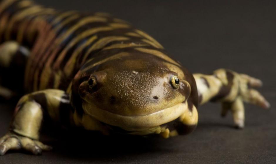这只在美国堪萨斯州威契托市塞治威克郡动物园的虎皮蝾螈看起来好像在微笑。 Joel Sartore, National Geographic