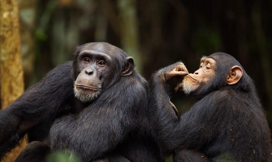 西部黑猩猩是黑猩猩的一个亚种，图中几内亚比索森林中的两只西部黑猩猩在互相理毛。 Fiona Rogers, Shah Rogers Photography/Co