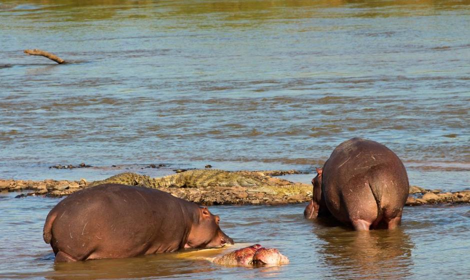 2014年4月25日，南非克鲁格国家公园中的一只河马吃着另一只河马腐烂的死尸Photograph by Leejiah Dorward
