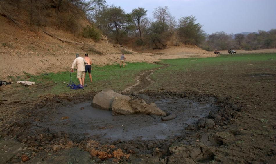 赞比亚年轻大象陷入泥沼动弹不得 非洲导游冒险救出仍太迟