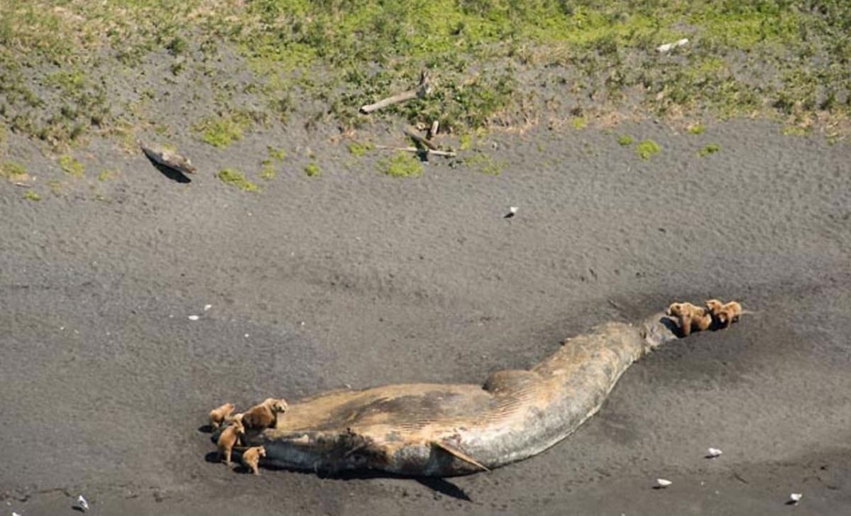 美国阿拉斯加湾西部科迪亚克岛发现大批鲸鱼离奇暴毙 成群棕熊啃食尸体